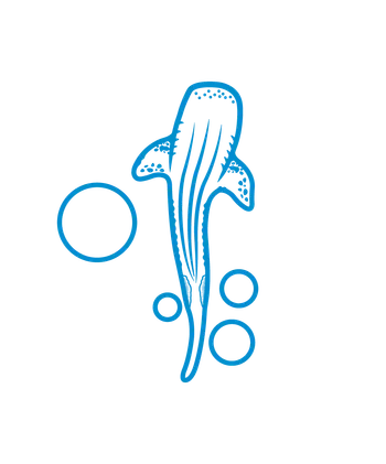 潛鯨diving_whale