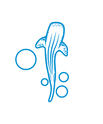 潛鯨diving_whale