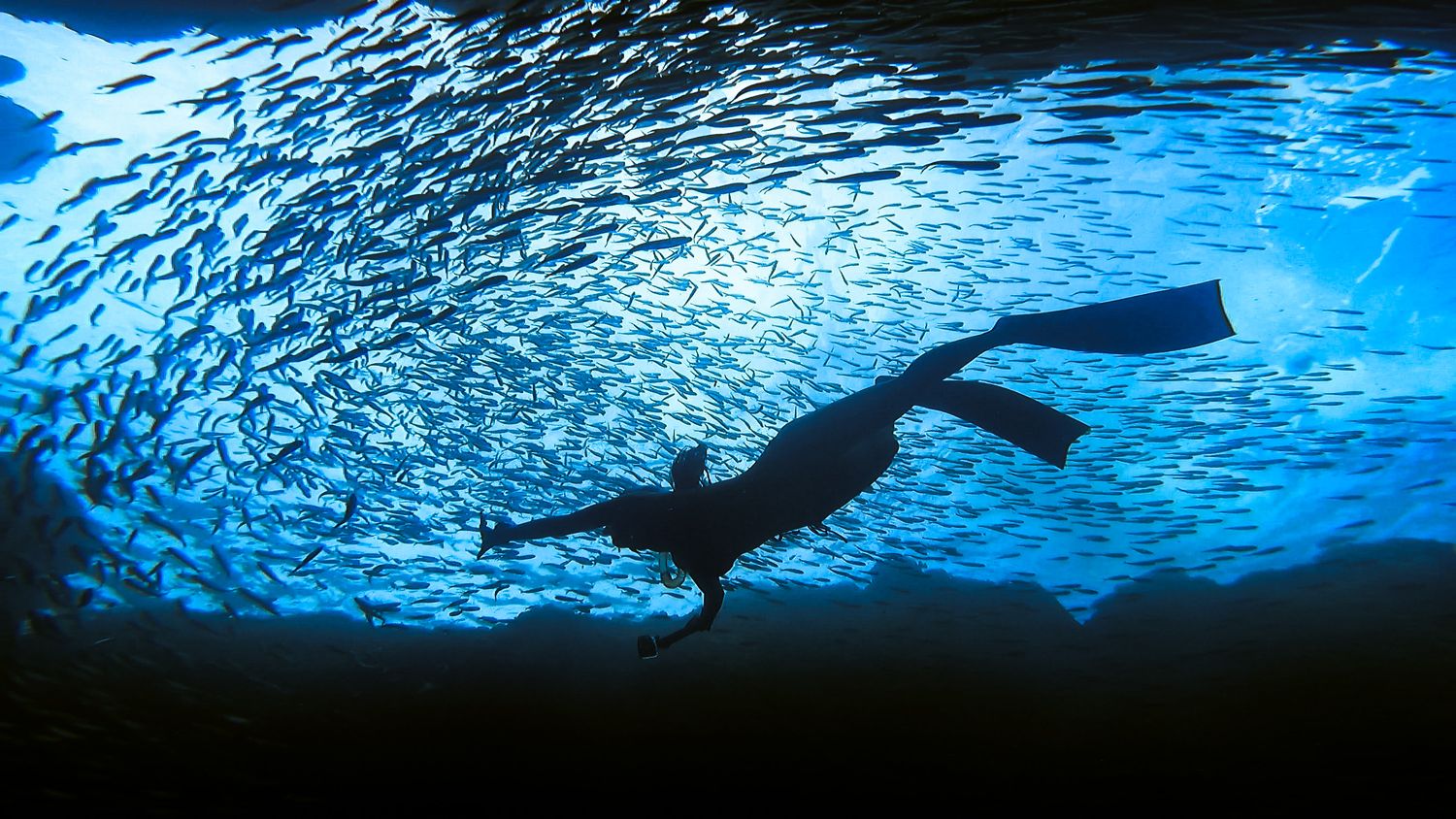潛鯨diving_whale | 
