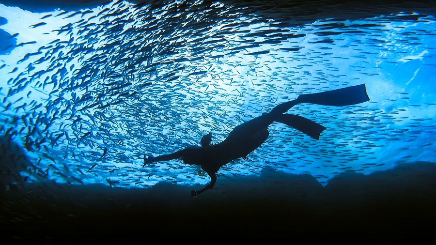 潛鯨diving_whale | 