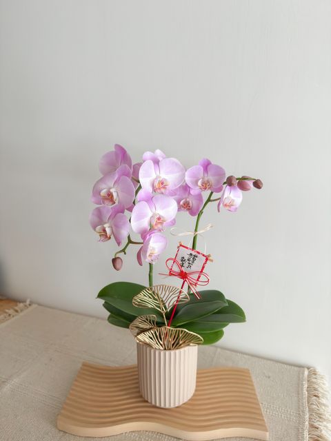 image_1D12C6B7-B358-4F2E-B601-6698A33CD9E5_1770574282