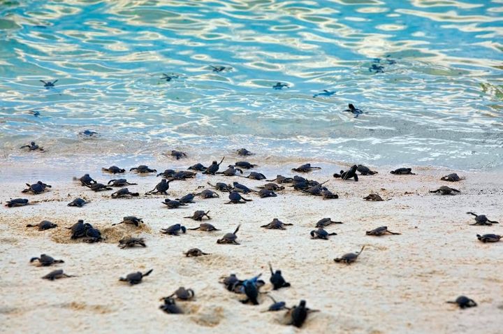 releasing-turtle