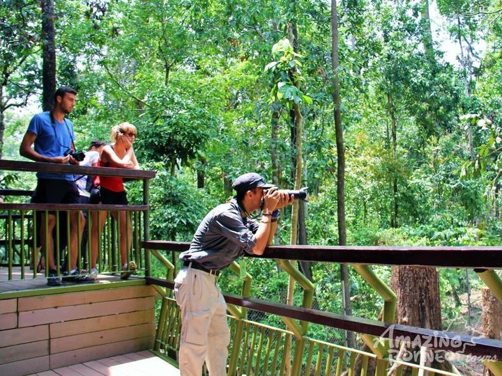 2f-bornean-sunbear-conservation-centre-sandakan-amazing-borneo-3