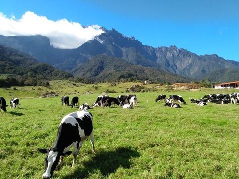 207 - Desa Cattle Dairy Farm, Kundasang