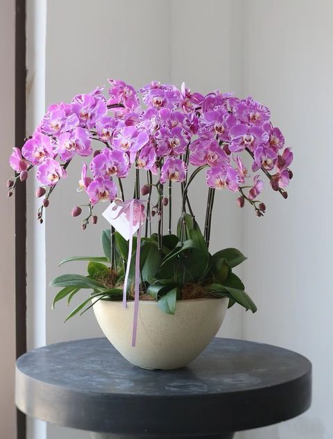 Phalaenopsis Orchid Plant (8 stalks)