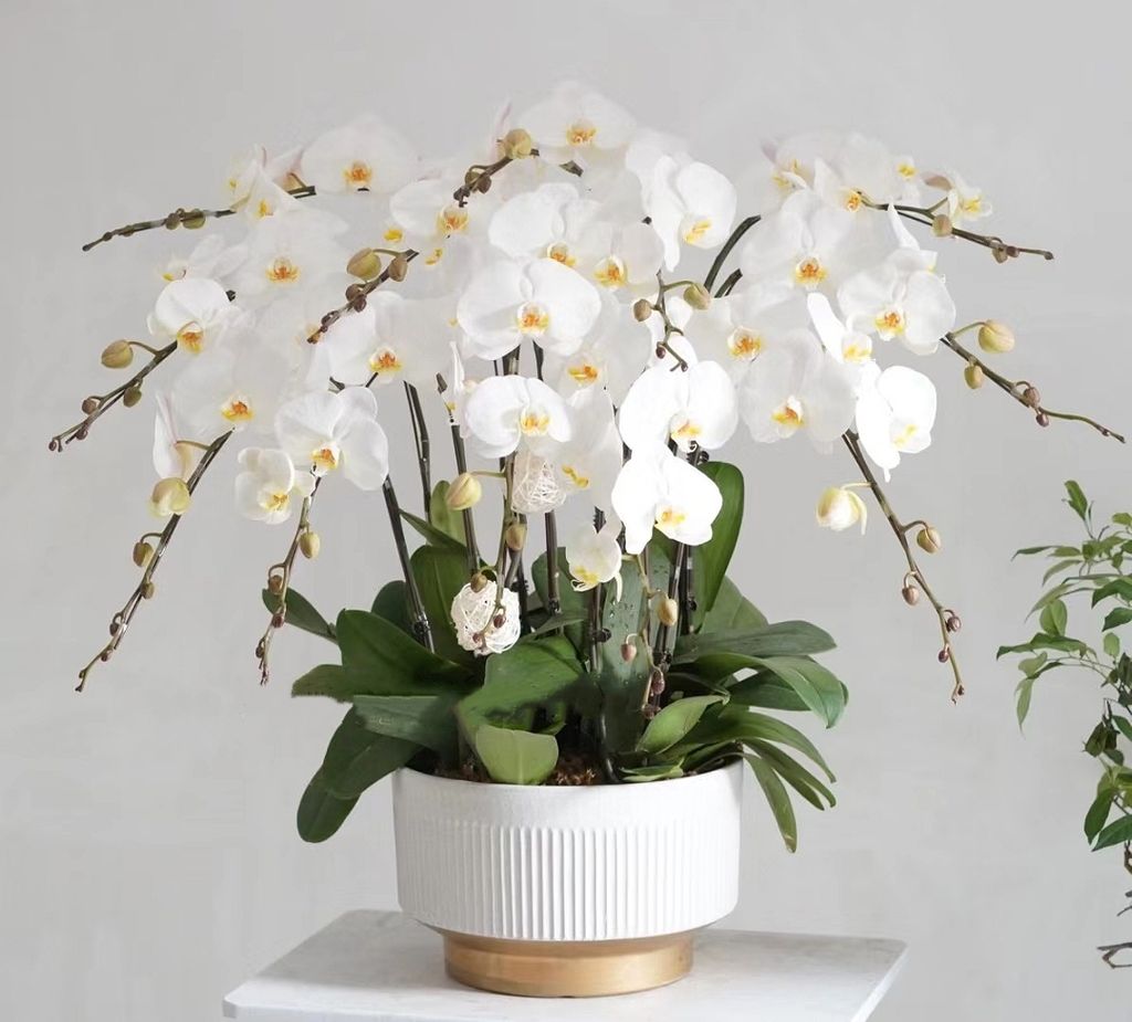 White Phalaenopsis Orchid Arrangement