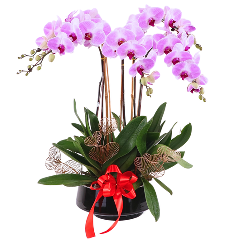 Phalaenopsis Orchid Arrangement