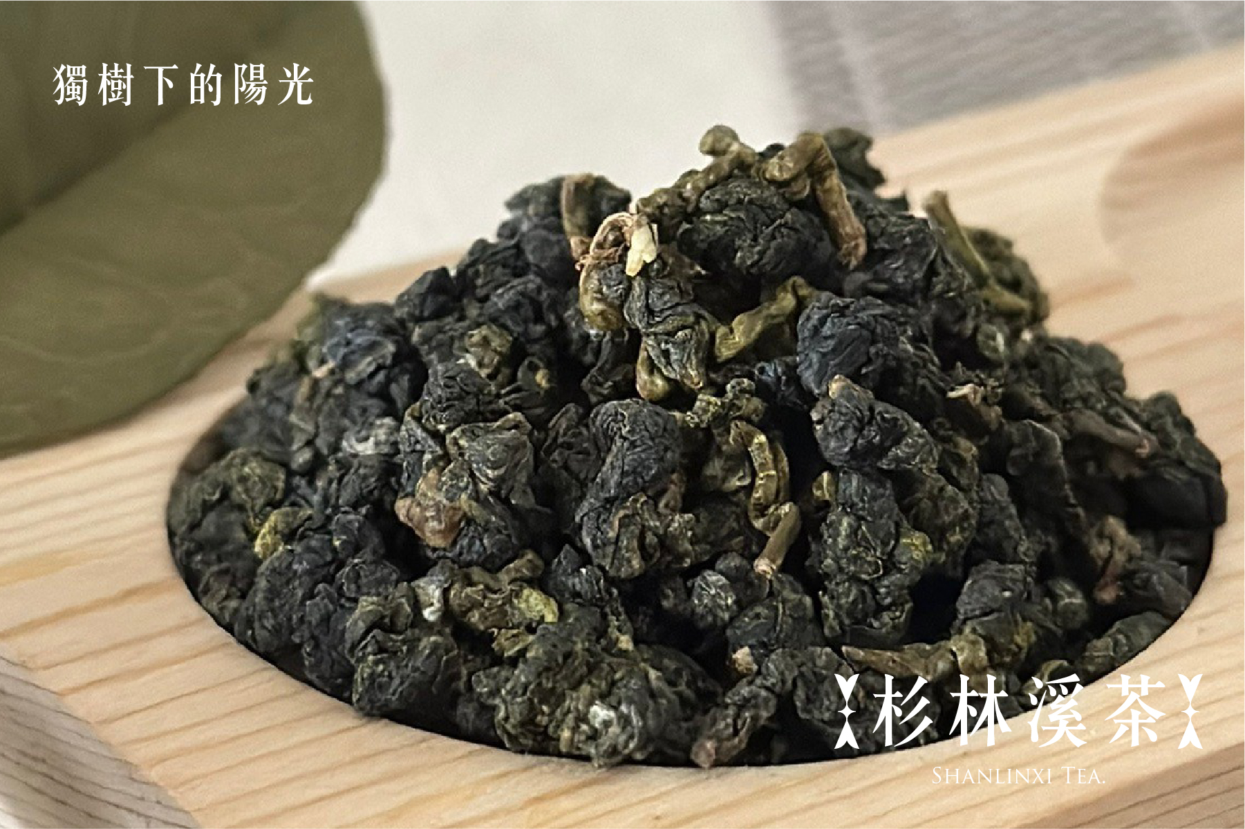 獨樹下的陽光｜杉林溪茶