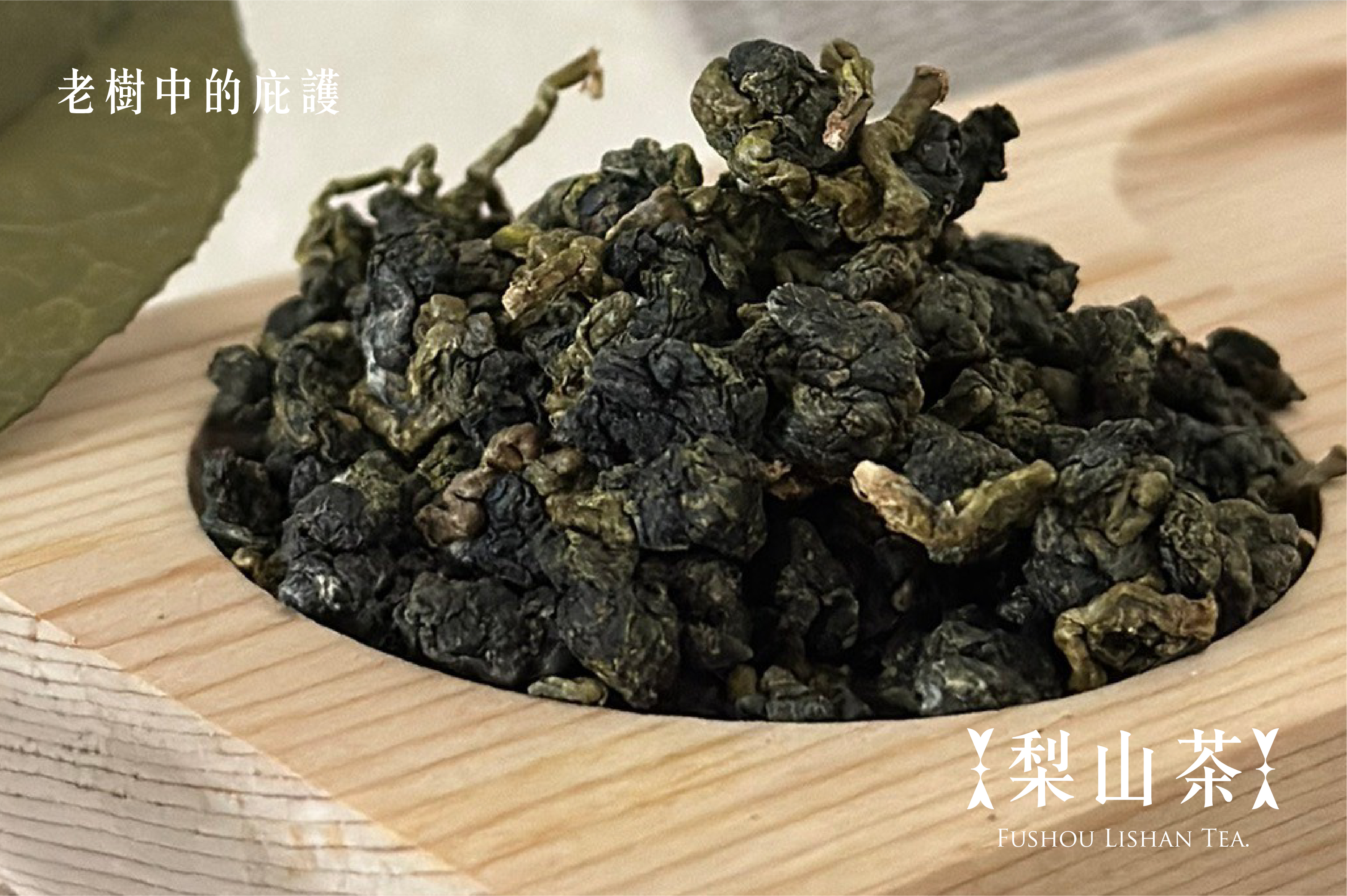 老樹中的庇護｜梨山茶