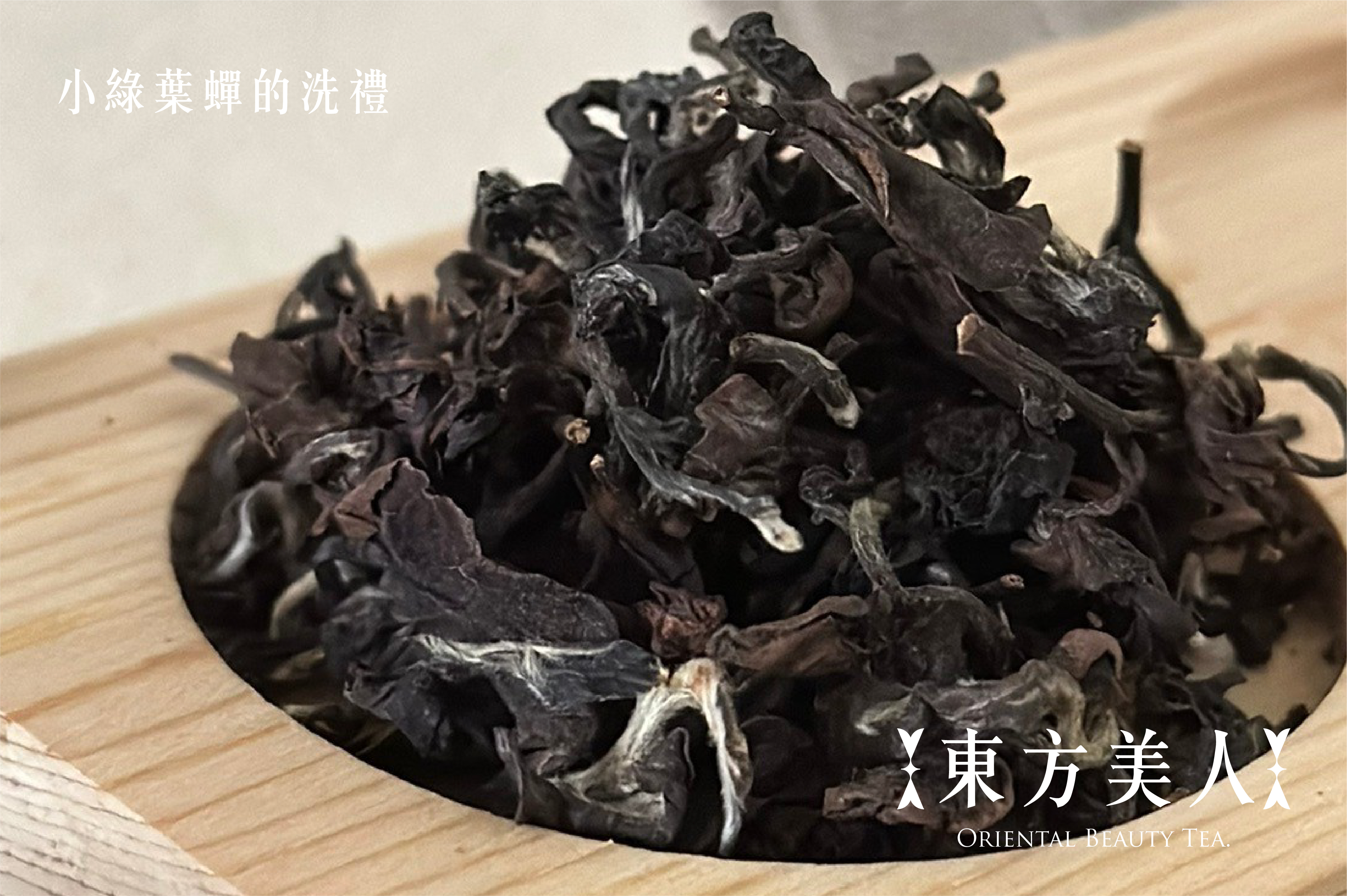 小綠葉蟬的洗禮｜東方美人