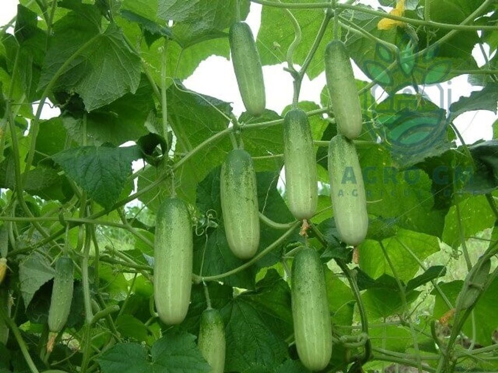 Somboonsub2