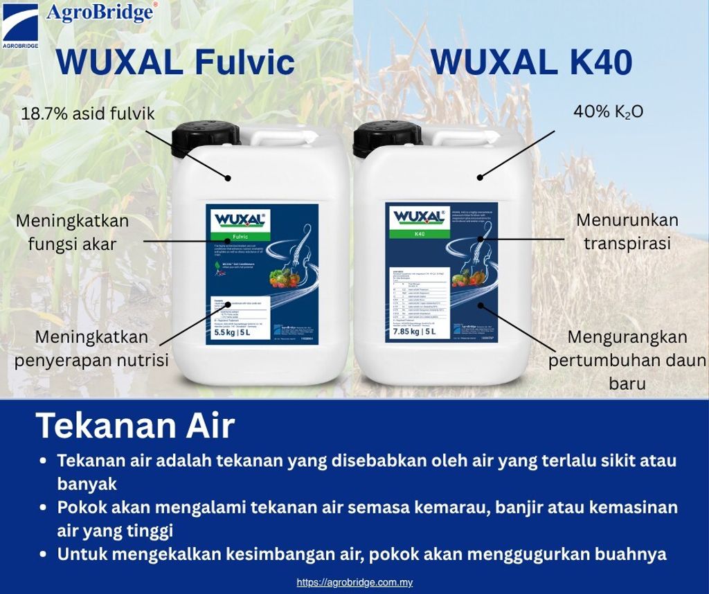 509356610_1291609229638266_4887894401420877799_n