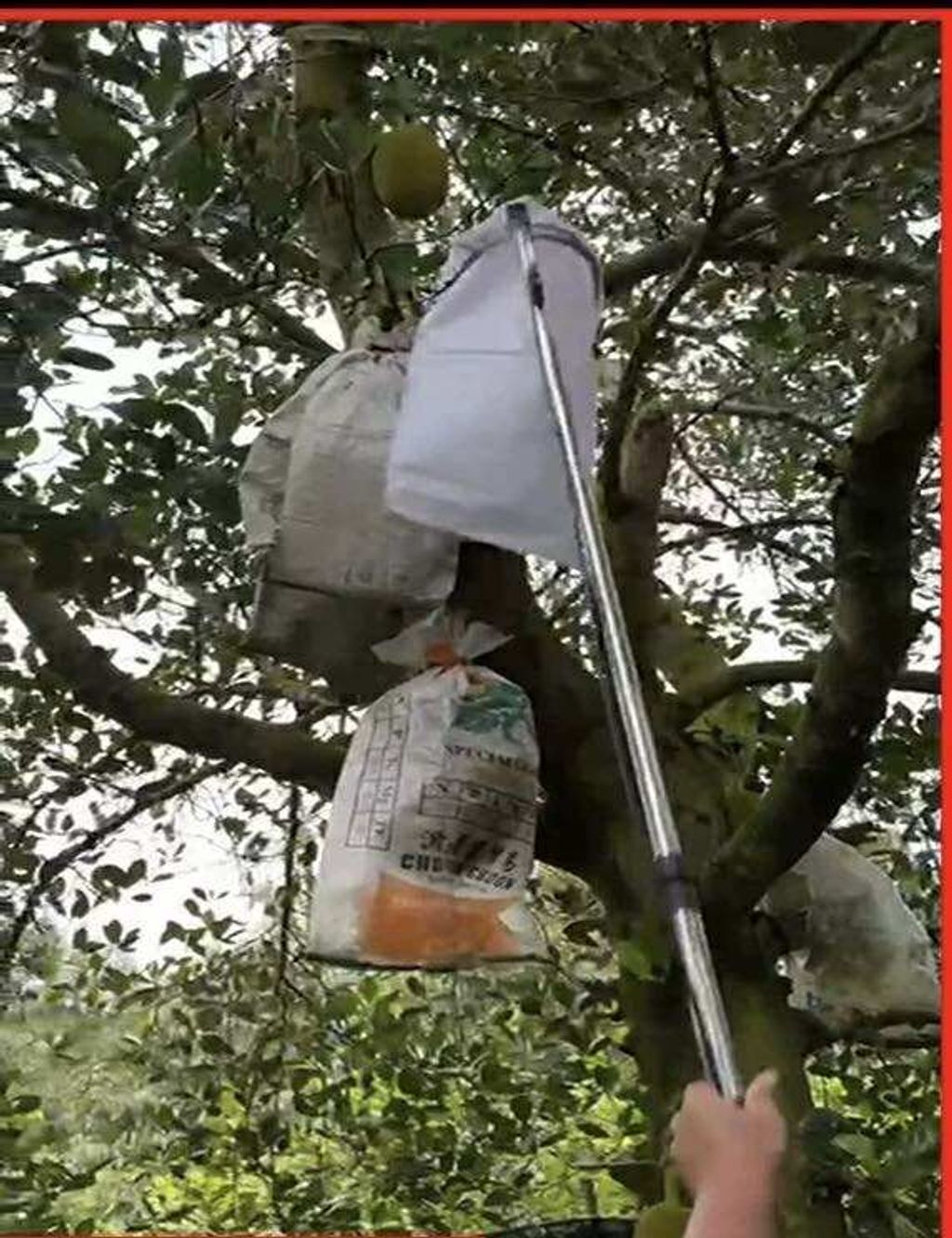 590206440_817447491135090_5774999991794390280_n