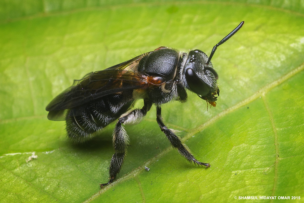 Stingless Bee