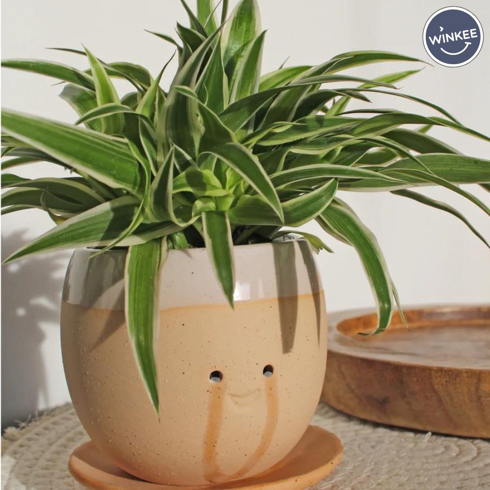 tw-11134207-7r98p-lzenuqtrvcpqf1