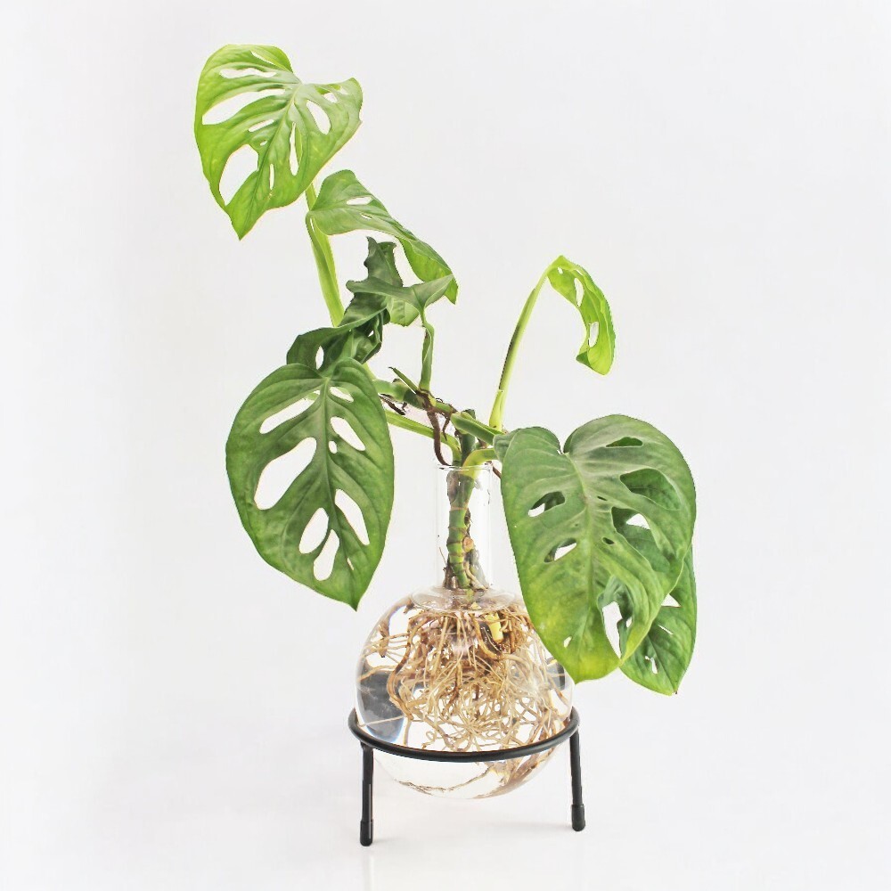 tw-11134207-7r98q-lzefpcnmafxafb