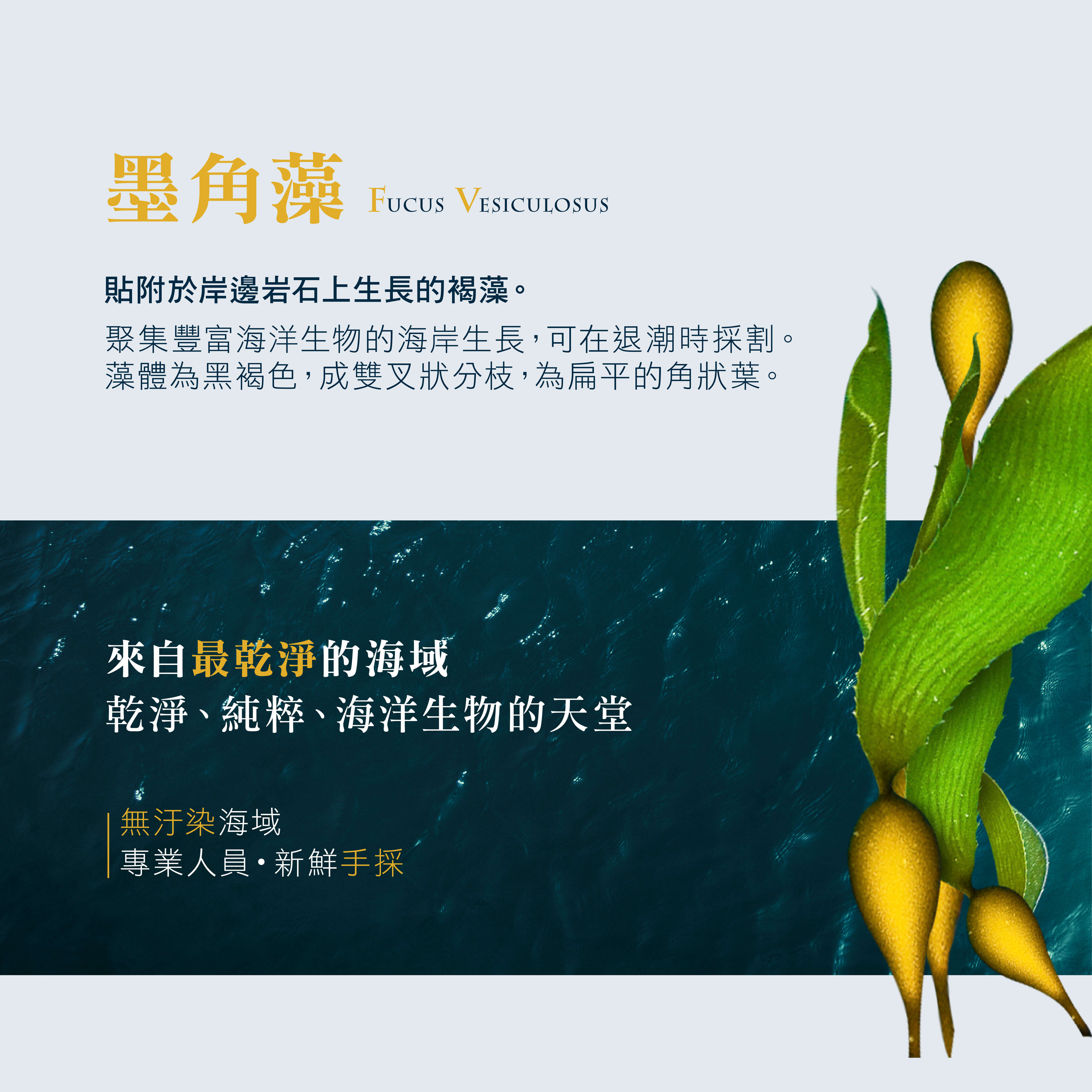 褐藻粉末商品頁_202502修-06