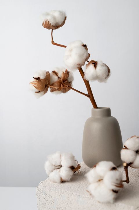fluffy-cotton-plant-vase-used-interior-decor