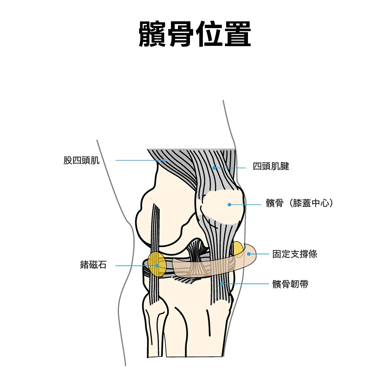2610_3D髕骨帶_髕骨位置