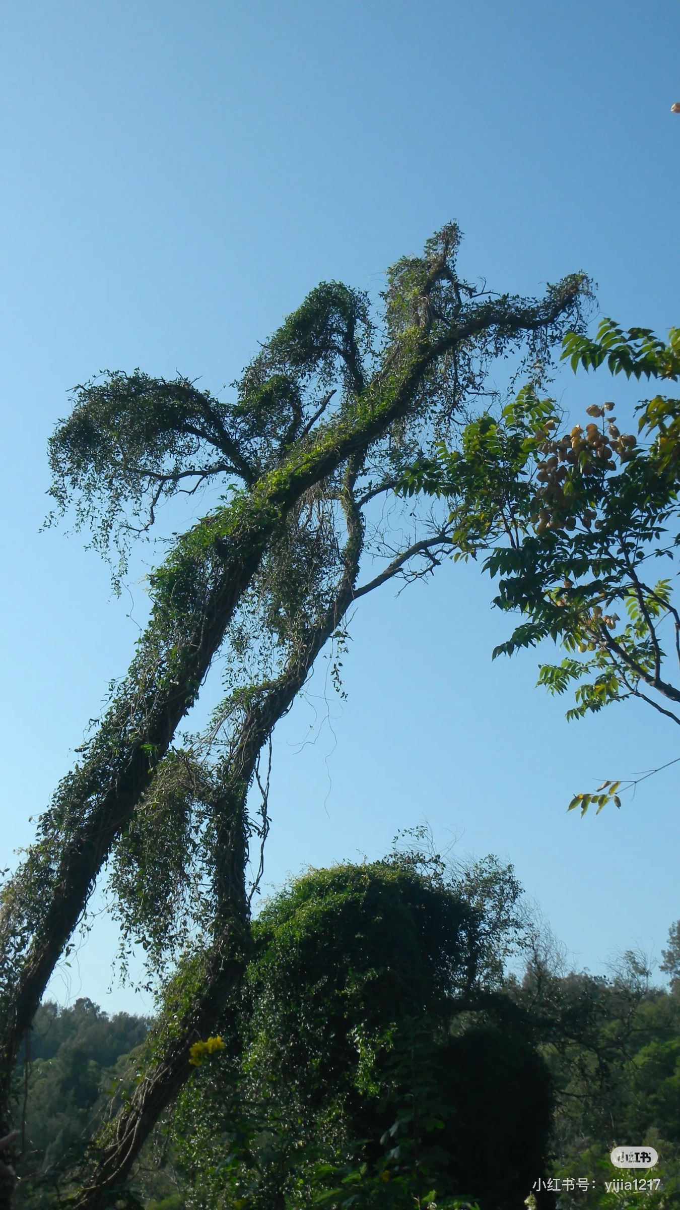 image_3C3CB967-2795-4569-8B93-2F5B45E563C0_1750005956