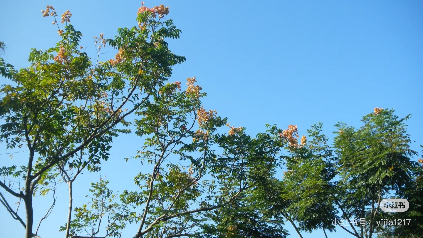 image_1296E29E-A62B-4B10-AFB8-68DA33C28CD3_1750005956