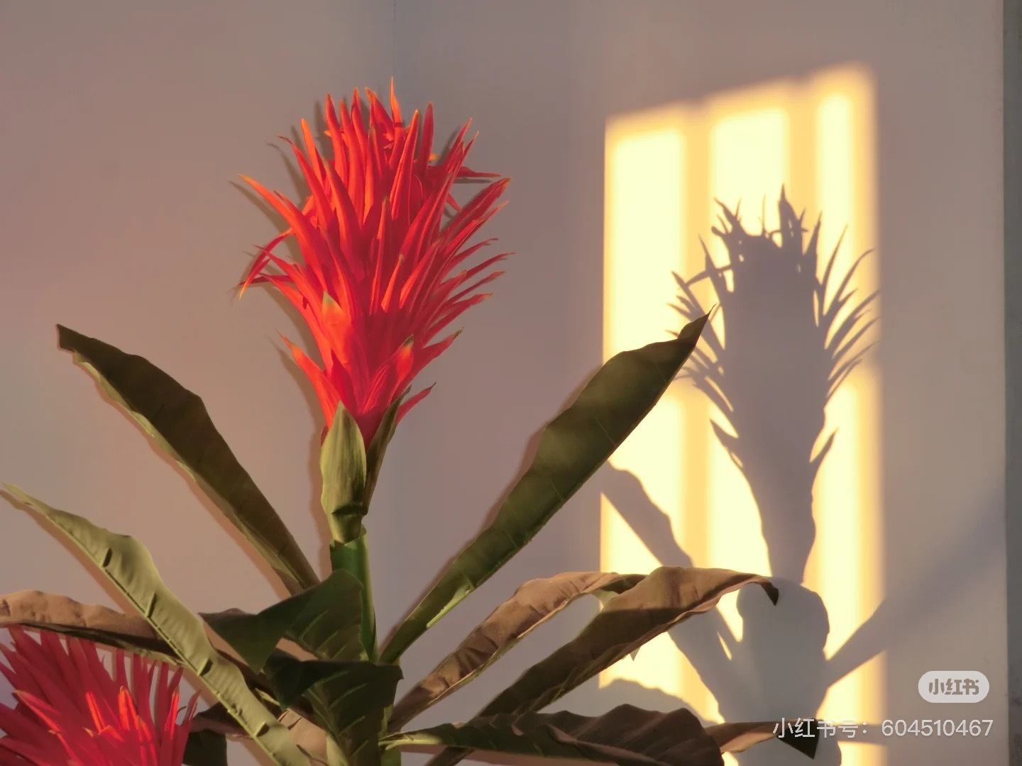 image_42A59291-A1C9-4C71-8D1E-354EDFA7F495_1753540790