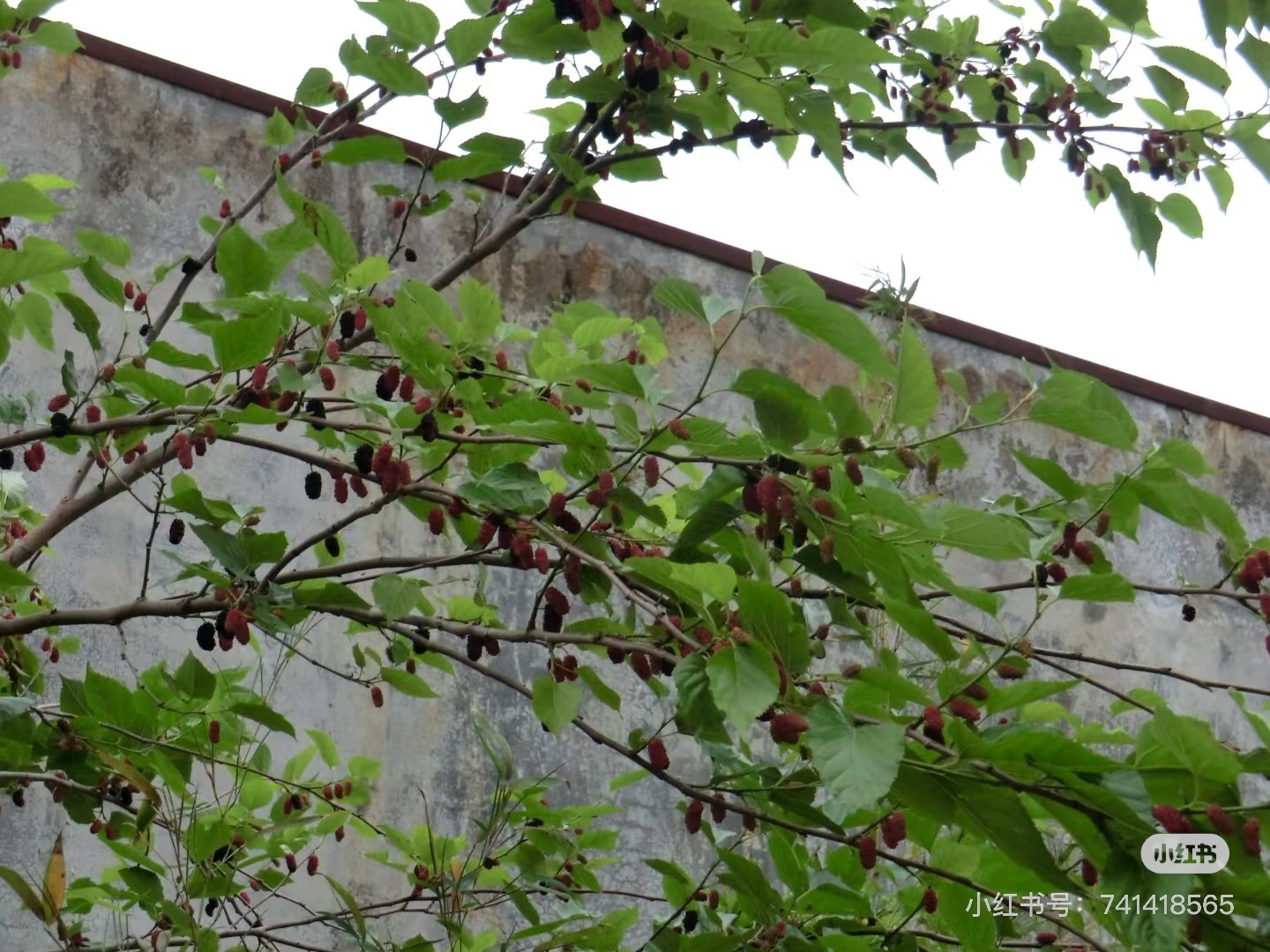 image_C8A4992E-D984-49E8-AC0A-86FB14DCE149_1753540790