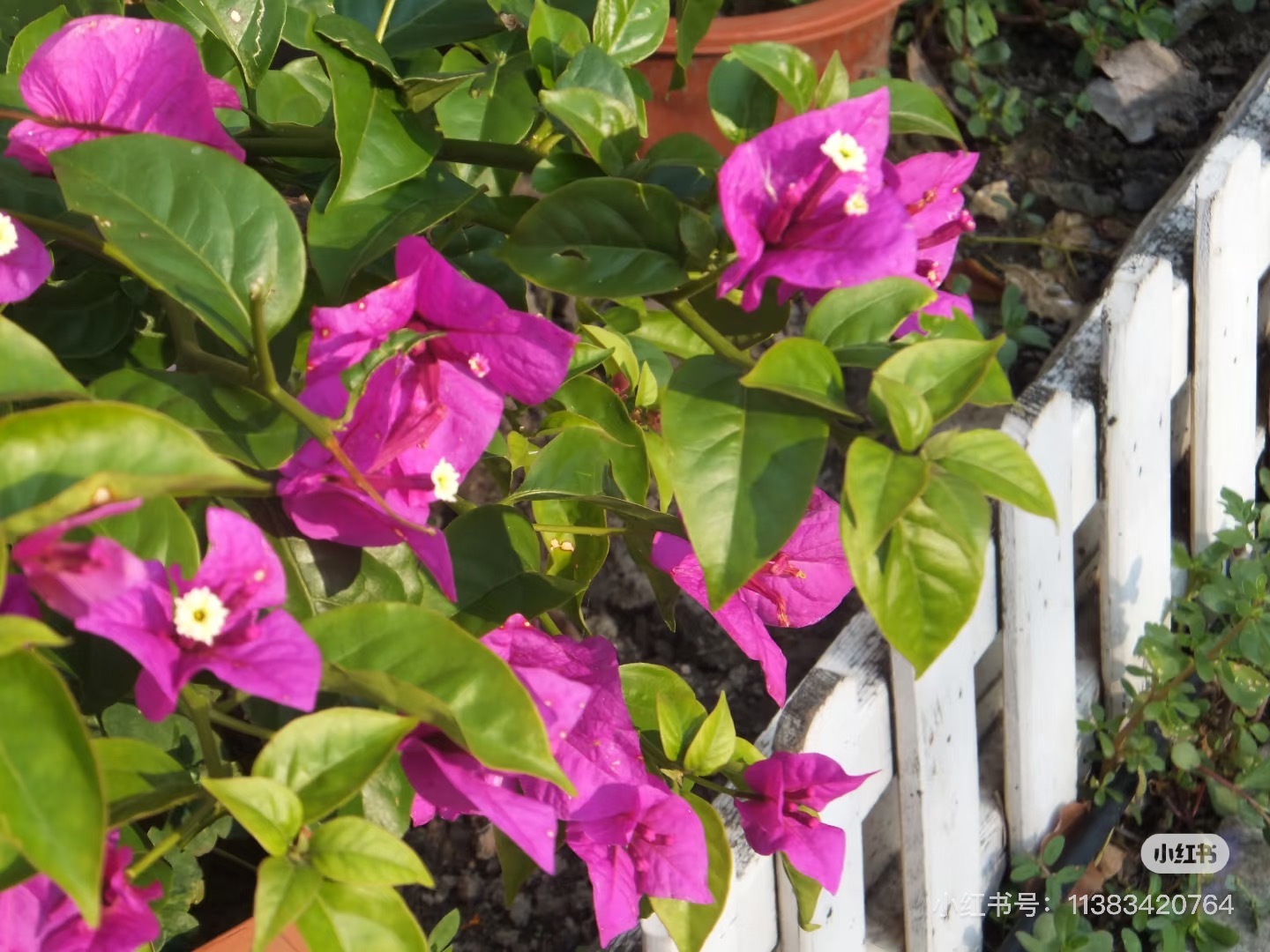 image_06A5D3C4-C311-470D-AD72-2C82BB23D7FA_1755014022