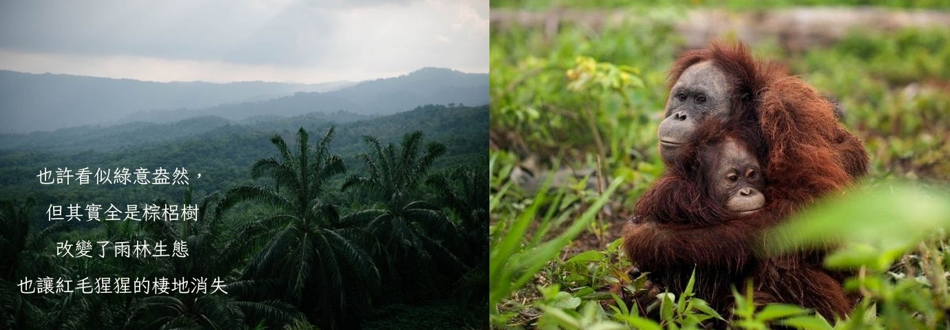 palm-oil-plantation-orangutan-1380x480.jpg