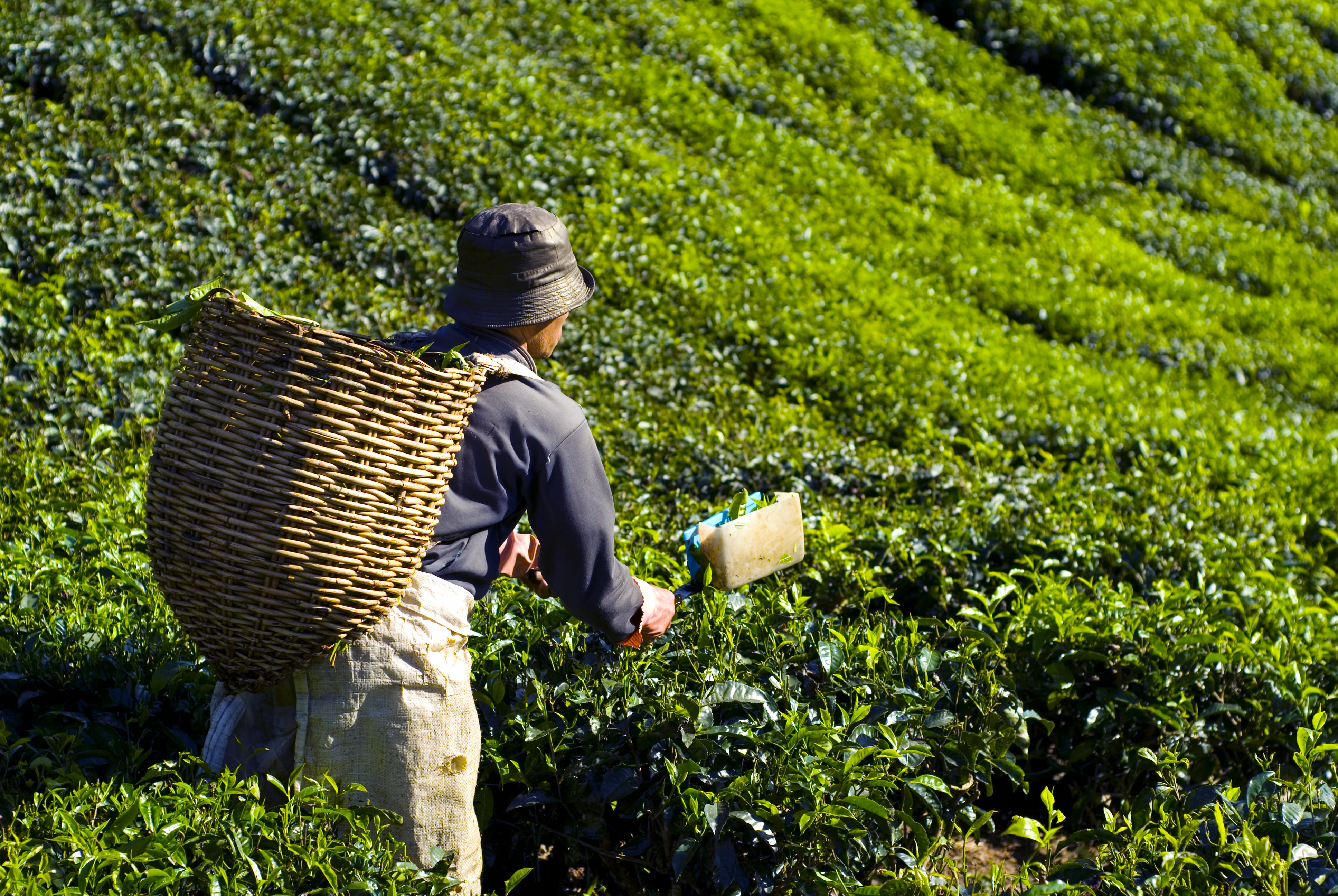 tea-picker-harvesting-tea-leaves-c