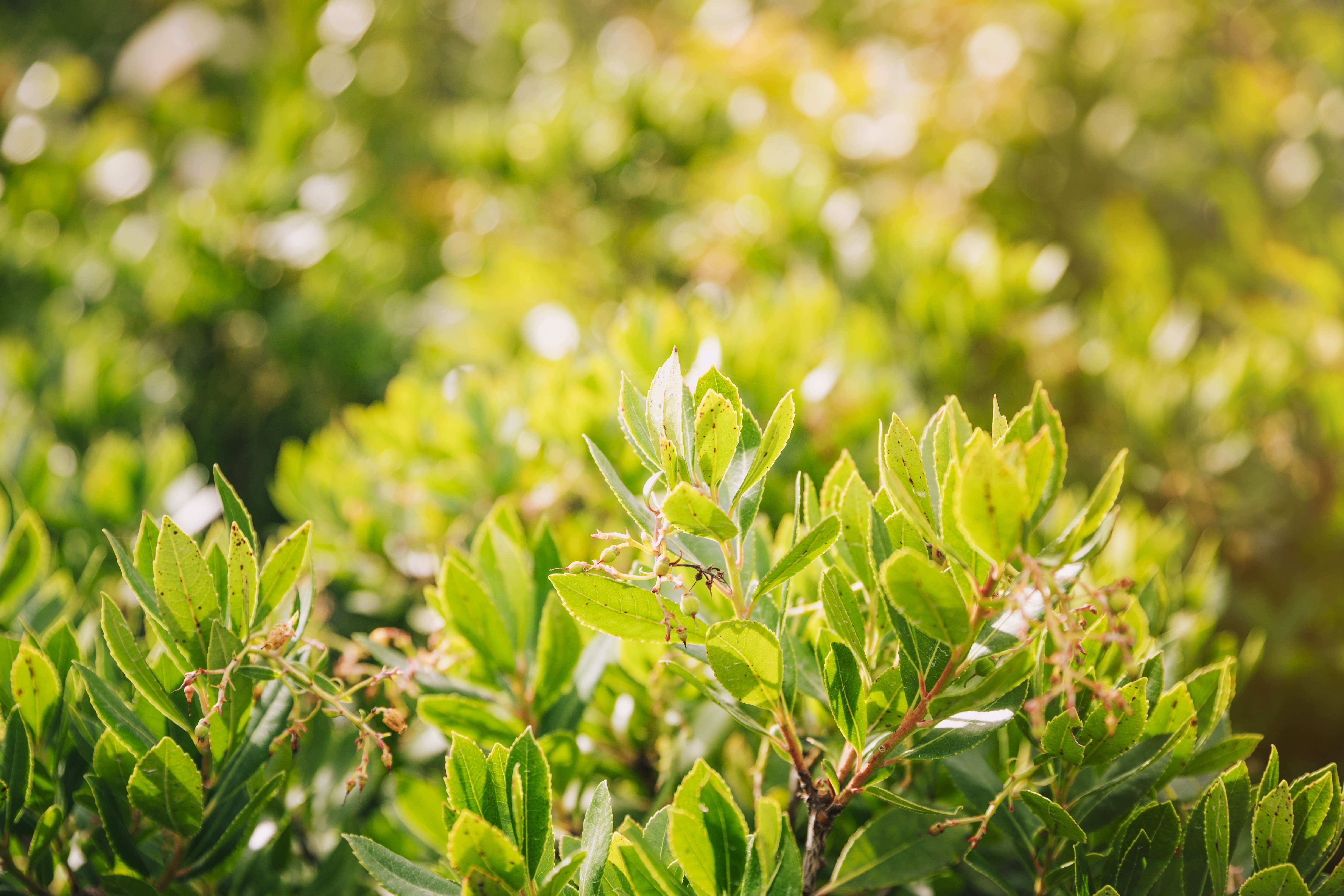 green-leaves-tree-sunlight-c