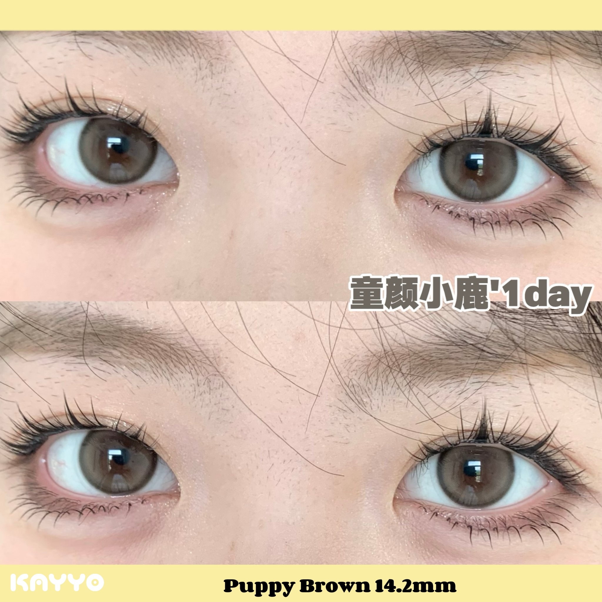 5 PuppyBrown 童颜小鹿