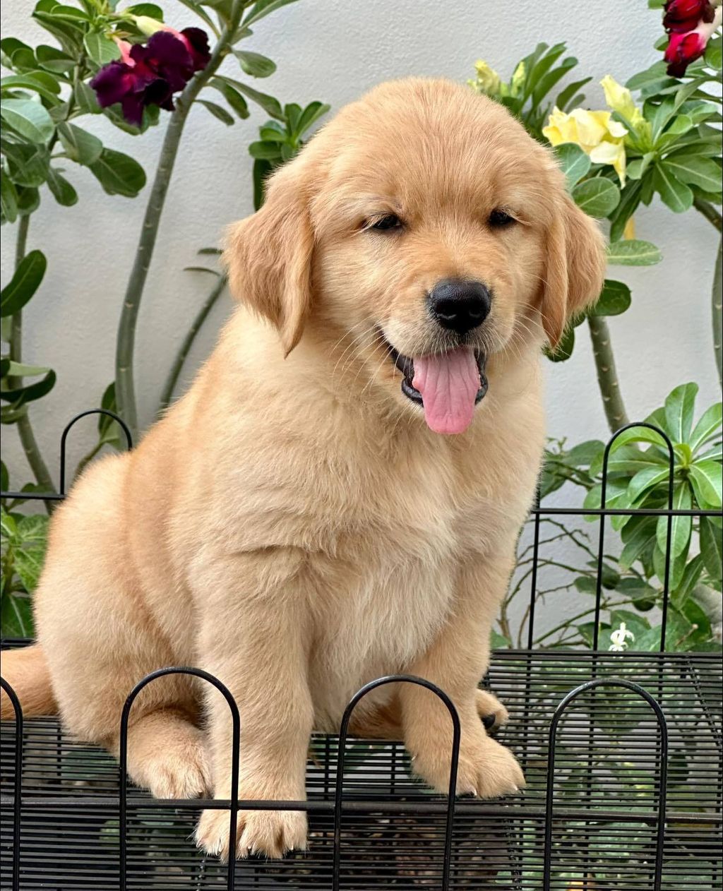 462691464_504723325711527_7630606014722318191_n