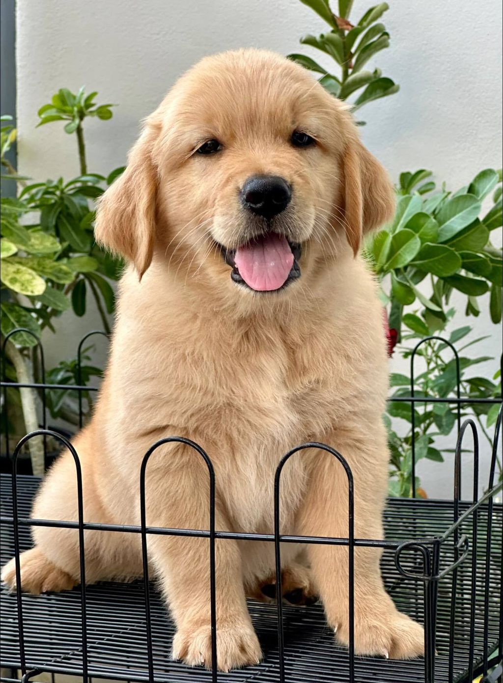 462607282_504723229044870_943008203081205022_n