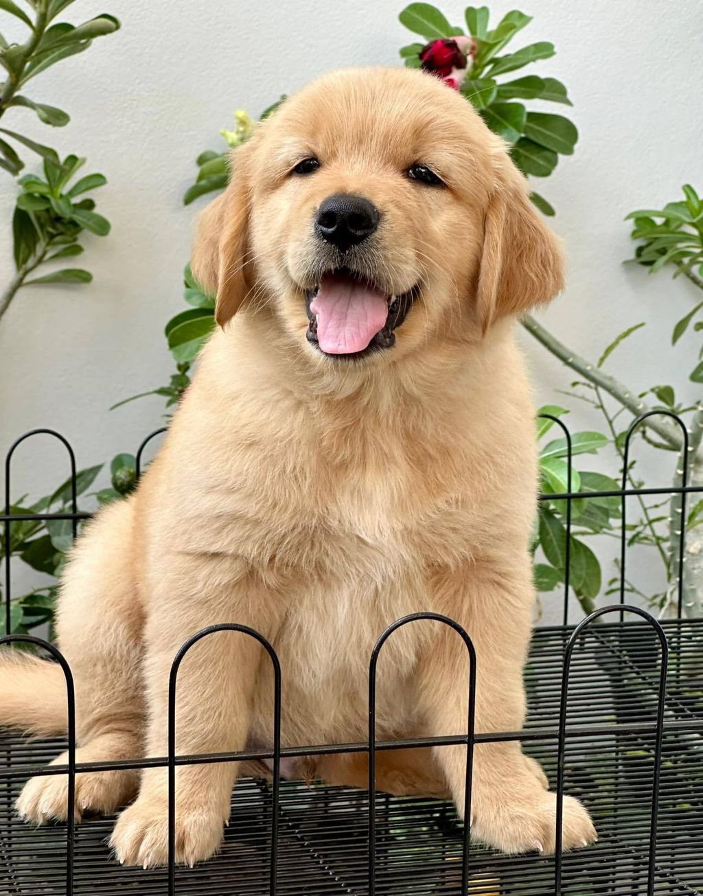 462717327_504723069044886_1577943165646592645_n