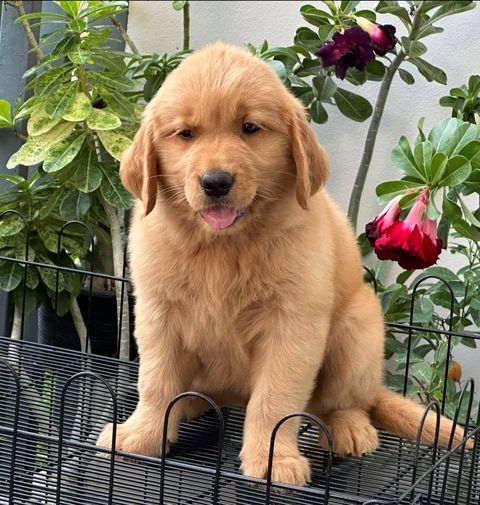 462707151_504722015711658_4833795537865270021_n