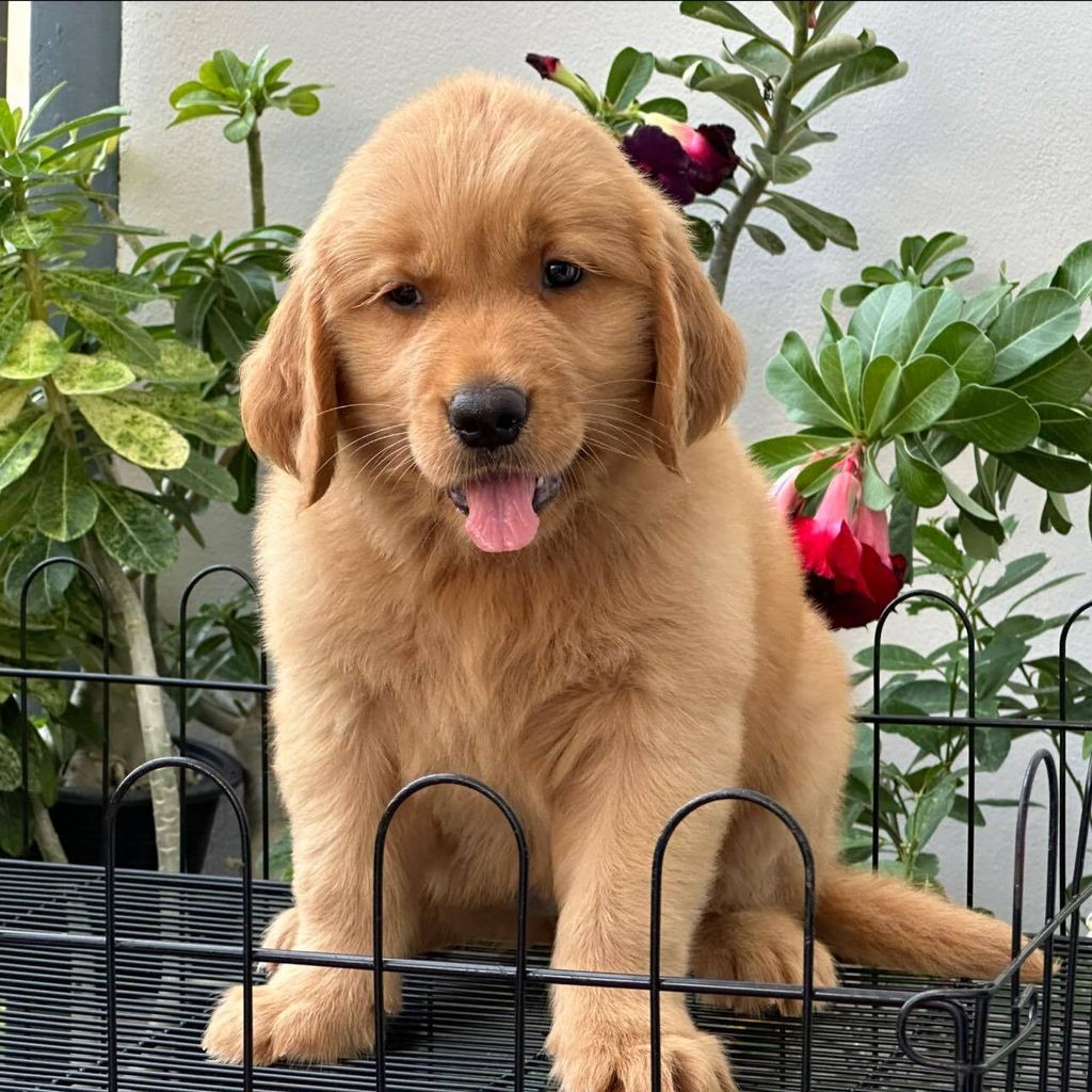 462700968_504722152378311_4403259270759770774_n