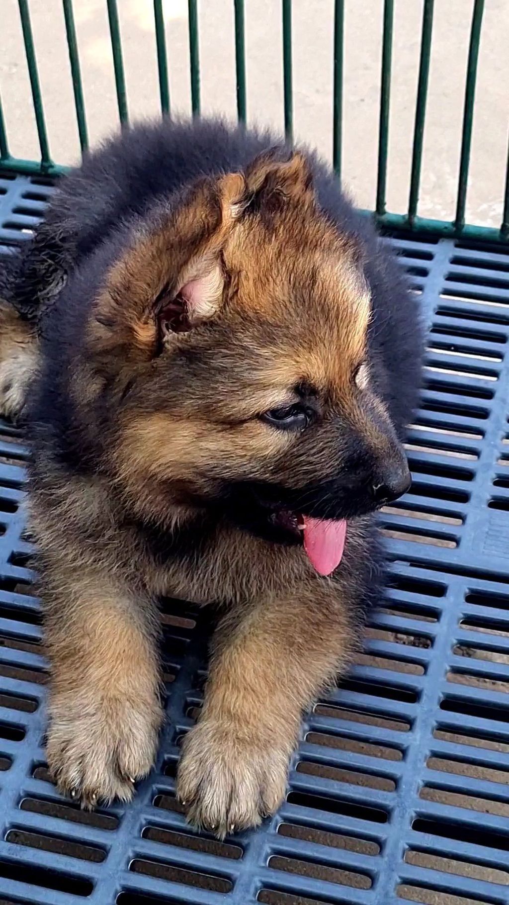 462620371_548097621207980_7692844489725004155_n