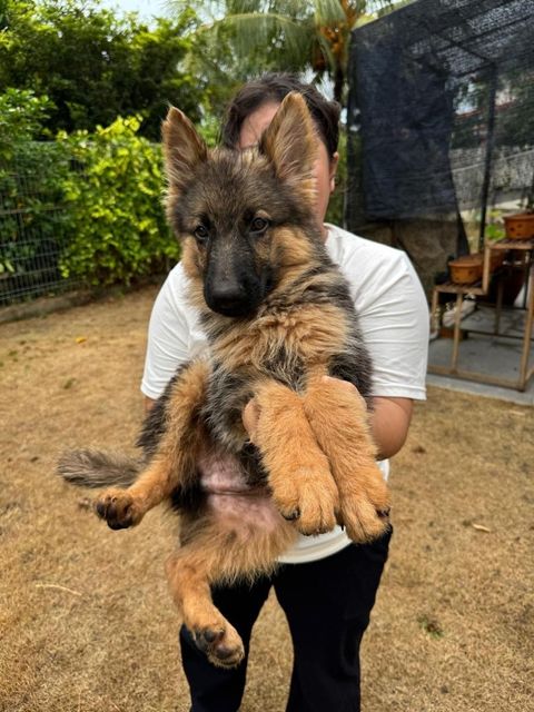 d1d2fc99-082d-4104-8b65-ce4ca4678669-1728889083876