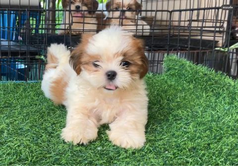 IMG_2385-1728890159556