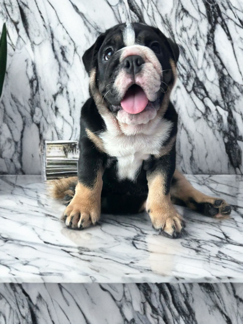 image_113FB2B9-E660-40C6-8F9F-3FB5D3EDD5E9_1766900210