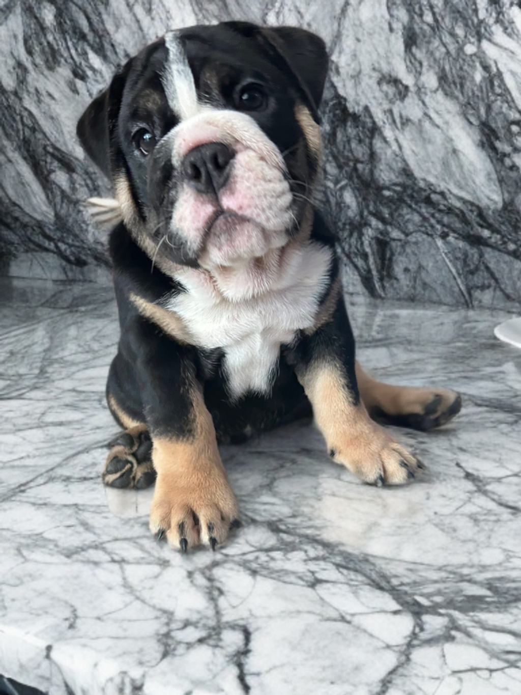 image_2FCBAE01-BA1F-4F60-A950-B3CCDD16D898_1766900257