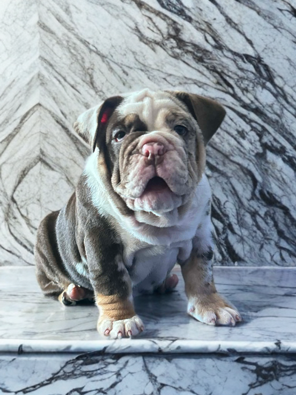 image_2FB345F7-ED6A-4F6C-B752-F7BEA8822B7C_1766900429