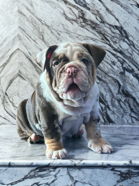 image_2FB345F7-ED6A-4F6C-B752-F7BEA8822B7C_1766900429