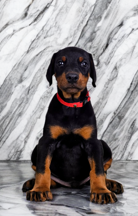 image_A2AD6594-266E-4B3E-A18A-75C777744C51_1766900503