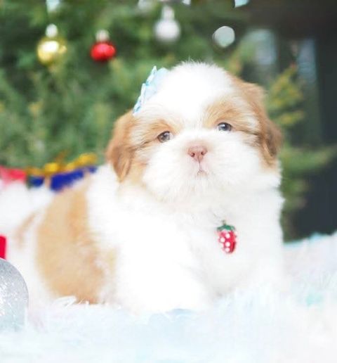 image_E8CD5191-1B84-4AD4-B337-1F409A037469_1767163596