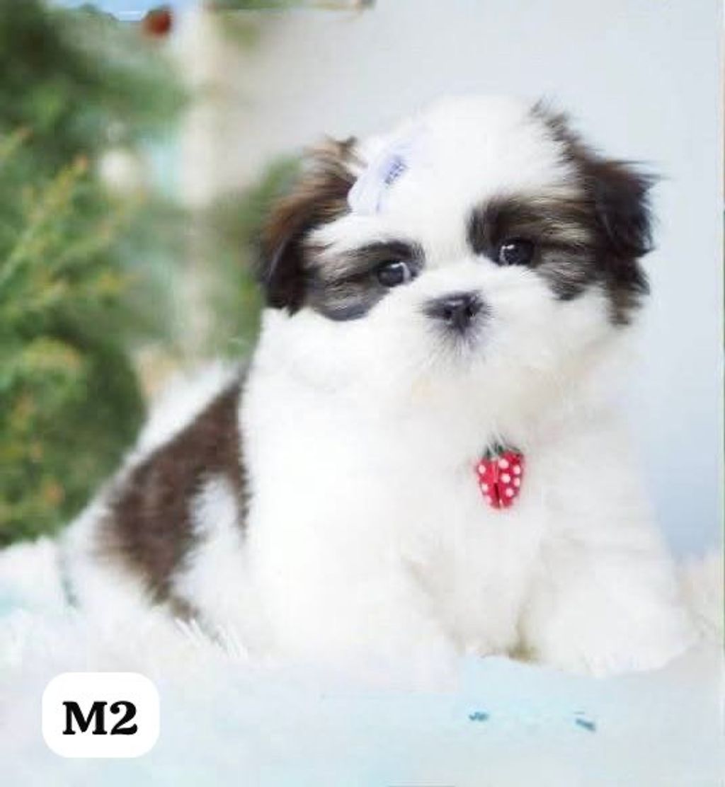 image_6BEF770D-0619-4A94-9D37-57C9DE4752C5_1767163688