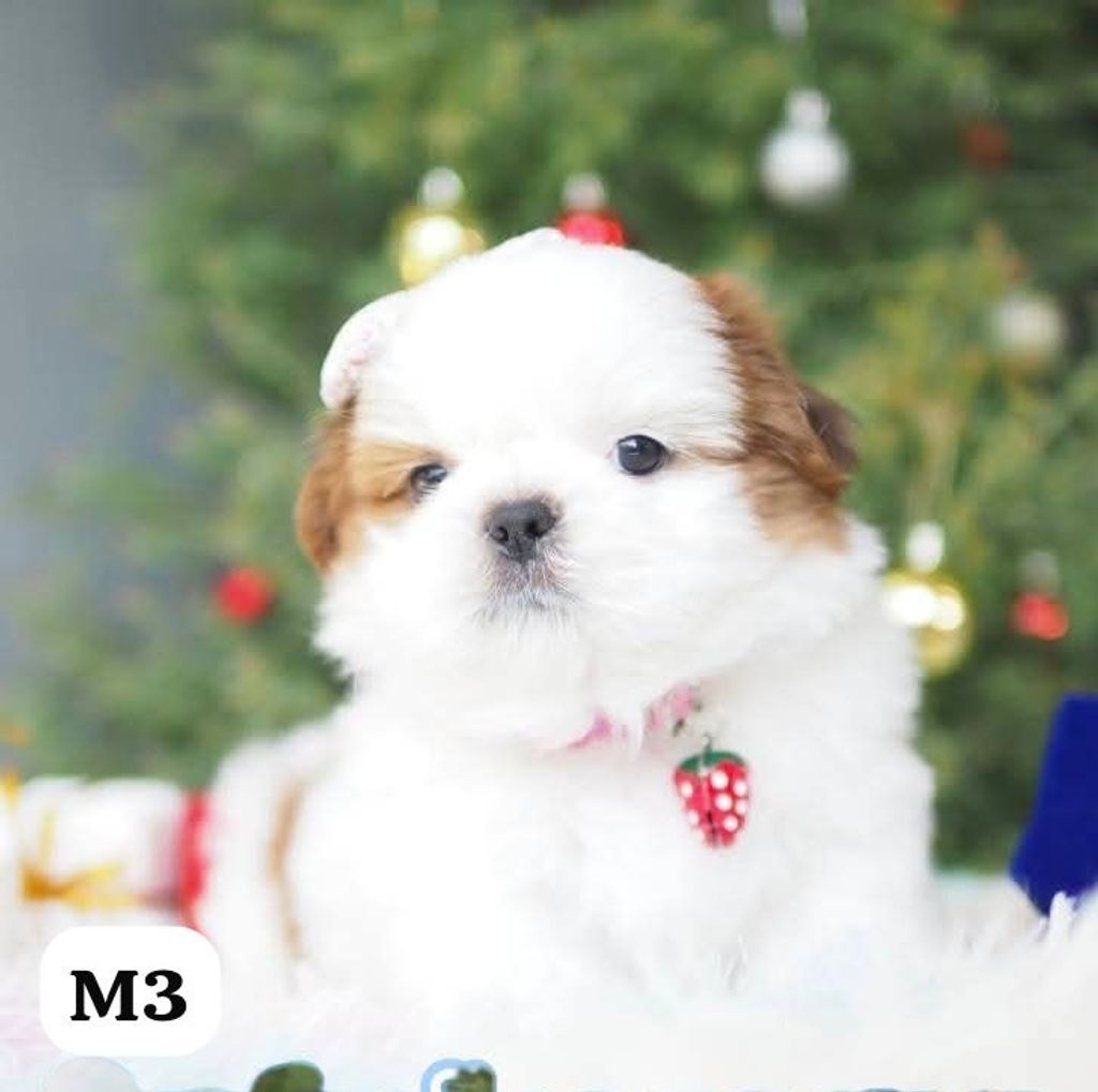 image_1CC7C7CB-C35B-469C-B068-46B345430050_1767163688