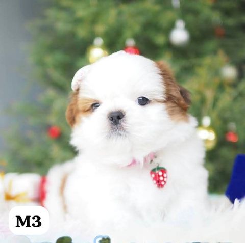 image_1CC7C7CB-C35B-469C-B068-46B345430050_1767163688