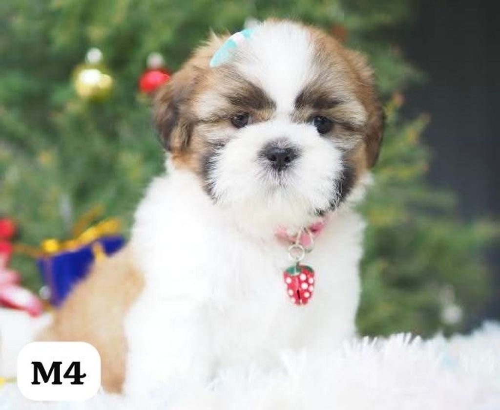 image_E307E0B4-65B5-45F3-984C-F421DCEBA9EF_1767163688